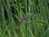 NL, Gelderland, Brummen, Cortenoever 4, Saxifraga-Hans Boll