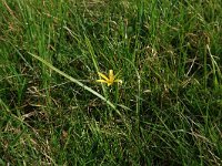 NL, Gelderland, Brummen, Cortenoever 49, Saxifraga-Hans Boll