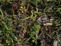 NL, Gelderland, Brummen, Cortenoever 51, Saxifraga-Hans Boll