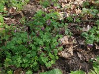 NL, Gelderland, Brummen, Cortenoever 55, Saxifraga-Hans Boll