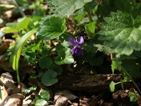 NL, Gelderland, Brummen, Cortenoever 65, Saxifraga-Hans Boll