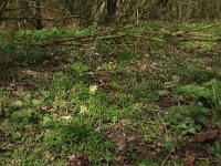 NL, Gelderland, Brummen, Cortenoever 72, Saxifraga-Hans Boll