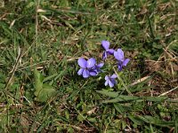 NL, Gelderland, Brummen, Cortenoever 73, Saxifraga-Hans Boll