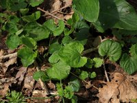 NL, Gelderland, Brummen, Cortenoever 85, Saxifraga-Hans Boll