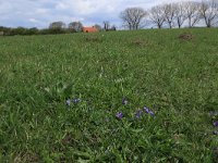 NL, Gelderland, Brummen, Cortenoever 88, Saxifraga-Hans Boll