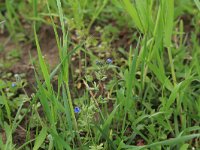 NL, Gelderland, Brummen, Cortenoever 91, Saxifraga-Hans Boll