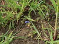 NL, Gelderland, Brummen, Cortenoever 93, Saxifraga-Hans Boll