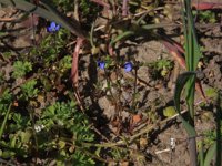 NL, Gelderland, Brummen, Cortenoever 95, Saxifraga-Hans Boll