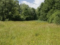 NL, Gelderland, Buren, Tichelgaten 1, Saxifraga-Willem van Kruijsbergen