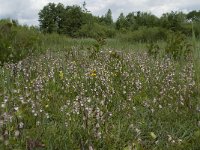 NL, Gelderland, Buren, Tichelgaten 13, Saxifraga-Willem van Kruijsbergen