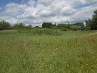 NL, Gelderland, Buren, Tichelgaten 16, Saxifraga-Willem van Kruijsbergen