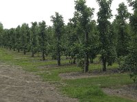 NL, Gelderland, Buren, Zoelen 11, Saxifraga-Willem van Kruijsbergen