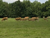 NL, Gelderland, Buren, Zoelen 16, Saxifraga-Willem van Kruijsbergen