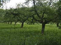 NL, Gelderland, Buren, Zoelen 8, Saxifraga-Willem van Kruijsbergen