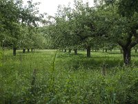 NL, Gelderland, Buren, Zoelen 9, Saxifraga-Willem van Kruijsbergen