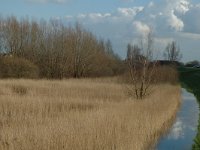 NL, Gelderland, Culemborg, Beusichemse Waard 2, Saxifraga-Marijke Verhagen