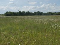 NL, Gelderland, Culemborg, Goilberdingerwaard 16, Saxifraga-Willem van Kruijsbergen