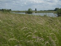 NL, Gelderland, Culemborg, Goilberdingerwaard 20, Saxifraga-Willem van Kruijsbergen