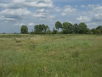 NL, Gelderland, Culemborg, Goilberdingerwaard 3, Saxifraga-Willem van Kruijsbergen