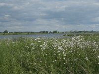 NL, Gelderland, Culemborg, Lek 1, Saxifraga-Willem van Kruijsbergen