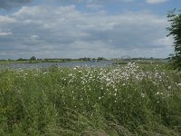 NL, Gelderland, Culemborg, Lek 2, Saxifraga-Willem van Kruijsbergen