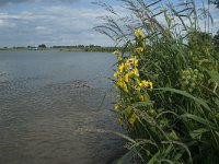 NL, Gelderland, Culemborg, Lek 5, Saxifraga-Willem van Kruijsbergen