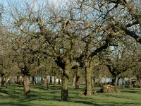 NL, Gelderland, Culemborg, Polder Redichem 1, Saxifraga-Jan van der Straaten