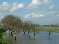 NL, Gelderland, Culemborg, Redichemse Waard 4, Saxifraga-Jan van der Straaten