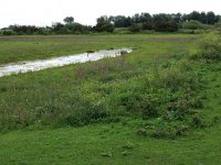 NL, Gelderland, Druten, Afferdensche en Deestsche Waarden 12, Saxifraga-Hans Boll