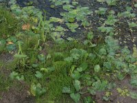 NL, Gelderland, Druten, Afferdensche en Deestsche Waarden 29, Saxifraga-Hans Boll