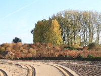 NL, Gelderland, Druten, Afferdensche en Deestsche Waarden 37, Saxifraga-Hans Boll