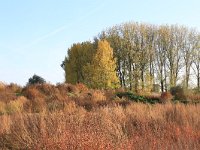 NL, Gelderland, Druten, Afferdensche en Deestsche Waarden 38, Saxifraga-Hans Boll