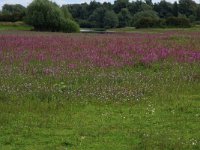 NL, Gelderland, Druten, Afferdensche en Deestsche Waarden 4, Saxifraga-Hans Boll