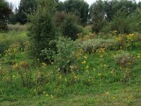 NL, Gelderland, Druten, Afferdensche en Deestsche Waarden 49, Saxifraga-Hans Boll