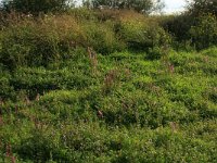 NL, Gelderland, Druten, Afferdensche en Deestsche Waarden 59, Saxifraga-Hans Boll