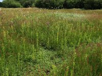 NL, Gelderland, Ede, Bennekomse Meent 18, Saxifraga-Hans Boll