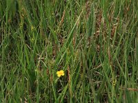 NL, Gelderland, Ede, Bennekomse Meent 2, Saxifraga-Hans Boll