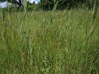 NL, Gelderland, Ede, Bennekomse Meent 27, Saxifraga-Hans Boll