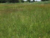 NL, Gelderland, Ede, Bennekomse Meent 5, Saxifraga-Hans Boll