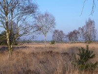 NL, Gelderland, Ede, Ginkelse Heide 1, Saxifraga-Mark Zekhuis