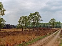 Aardbeivlinder 159_01 : Habitat AardbeivlinderNationaal park De Hoge Veluwe Karitzkyweg