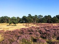 NL, Gelderland, Ede, Nationaal Park De Hoge Veluwe 5, Saxifraga-Bart Vastenhouw