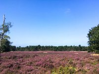 NL, Gelderland, Ede, Nationaal Park De Hoge Veluwe 7, Saxifraga-Bart Vastenhouw