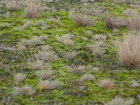 NL, Gelderland, Ede, Nationaal Park De Hoge Veluwe 76, Saxifraga-Luuk Vermeer