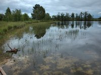 NL, Gelderland, Ede, Nationaal Park De Hoge Veluwe 8, Saxifraga-Bart Vastenhouw