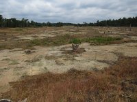 NL, Gelderland, Ede, Nationaal Park De Hoge Veluwe 9, Saxifraga-Mark Zekhuis