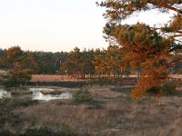 NL, Gelderland, Epe, Tongerense Heide 1, Saxifraga-Tom Heijnen