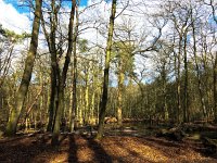 NL, Gelderland, Ermelo, Leuvenumse beek 1, Saxifraga-Bart Vastenhouw