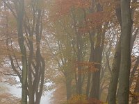 Herfst in het Speulderbos  Beukenlaan in het Speulderbos