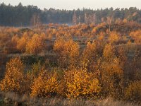 NL, Gelderland, Harderwijk, Beekhuizerzand 16, Saxifraga-Luuk Vermeer